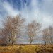 Trees 220309